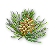 yellowstone_plants.png