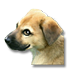 chinook-puppy_small.png