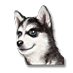 siberian-husky-puppy_small.png