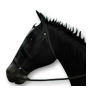 black_horse.png