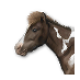 independence_2026_set1_animal.png